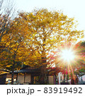 夕陽が光る夕方の紅葉 83919492
