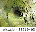 小さな緑の洞窟 83919493