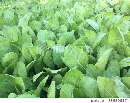 Green leaf mustard at the vegetable garden 83920857