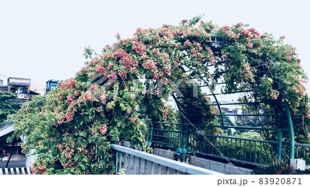 rangoon creeper flowers are blooming on the pedestrian bridge in Saigon 83920871
