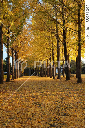 科学万博記念公園の紅葉した銀杏並木 科学万博記念公園の紅葉した銀杏並木 83921099