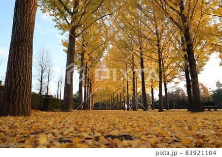 科学万博記念公園の紅葉した銀杏並木 科学万博記念公園の紅葉した銀杏並木 83921104