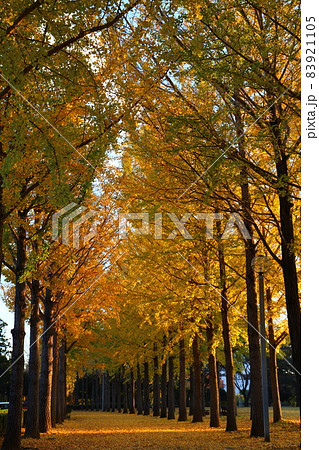 科学万博記念公園の紅葉した銀杏並木 科学万博記念公園の紅葉した銀杏並木 83921105