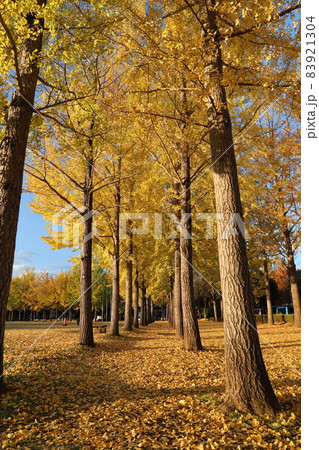科学万博記念公園の紅葉した銀杏並木 83921304
