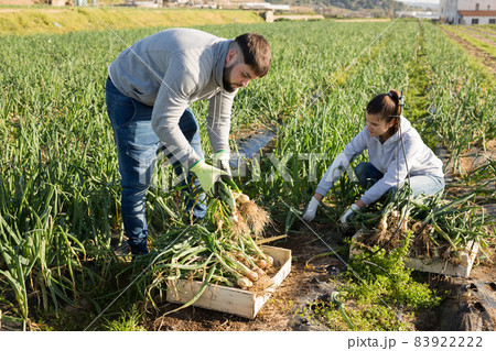 Man and woman harvest crop of onions on the field Man and woman harvest crop of onions on the field 83922222