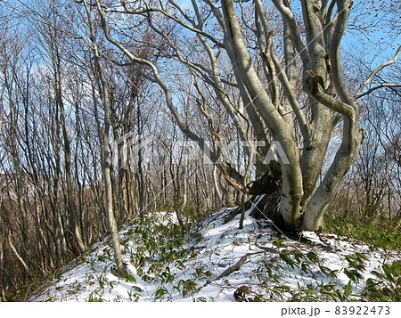 鳥海山の旧蕨岡道。尾根の上のブナの大木と残雪 鳥海山の旧蕨岡道。尾根の上のブナの大木と残雪 83922473
