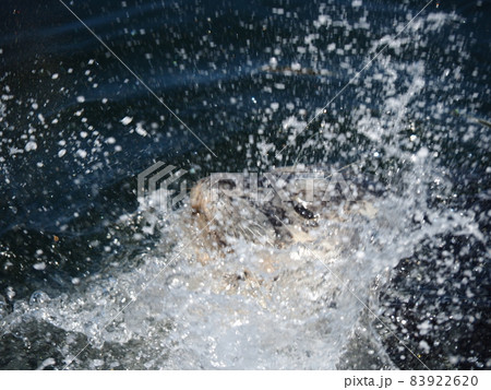 カナダのビクトリアの景色 カナダのビクトリアの景色 83922620