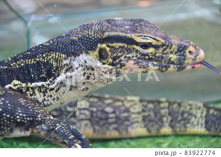 Striped monitor lizard, or water monitor lizard, kabaragoya (Latin. Varanus salvator) 83922774