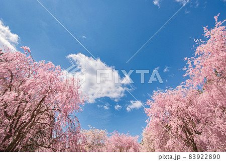 【奈良県】4月・満開の枝垂れ桜 高見の郷 【奈良県】4月・満開の枝垂れ桜 高見の郷 83922890