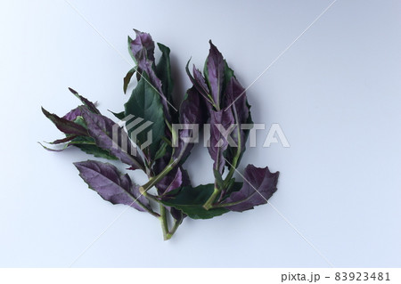 水前寺菜 83923481