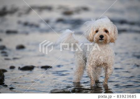 河原のマルプー 河原のマルプー 83923685