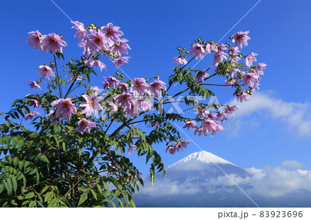 富士宮市 北山 富士山と皇帝ダリアの碧空デート 富士宮市 北山 富士山と皇帝ダリアの碧空デート 83923696