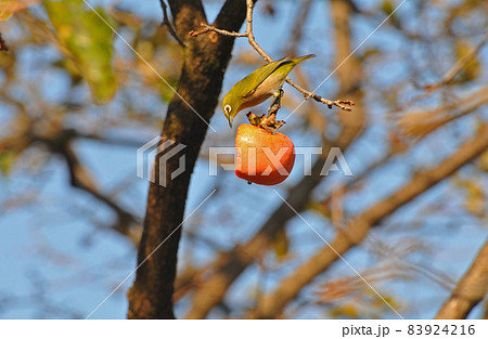 柿の実をついばむメジロ 柿の実をついばむメジロ 83924216