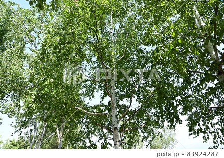 北海道富良野町の公園にある白樺の森 北海道富良野町の公園にある白樺の森 83924287