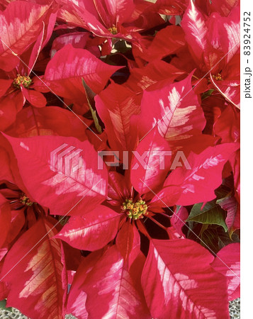 クリスマスの観葉植物　班入りポインセチア 83924752
