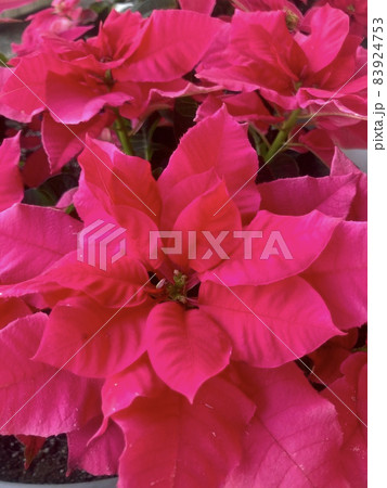 クリスマスの観葉植物　ポインセチア 83924753