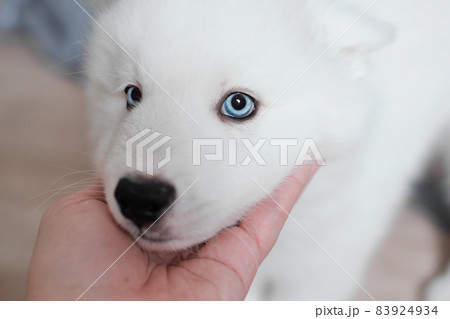woman's hand stroking her white laika dog. puppy with blue eyes looking at camera. portrait of purebred yakutiam laika dog woman's hand stroking her white laika dog. puppy with blue eyes looking at camera. portrait of purebred yakutiam laika dog 83924934