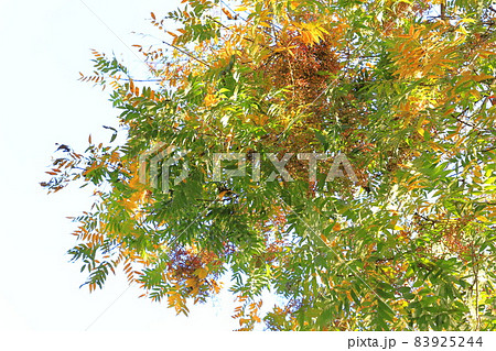 櫂樹(カイノキ)の紅葉と赤い実 櫂樹(カイノキ)の紅葉と赤い実 83925244