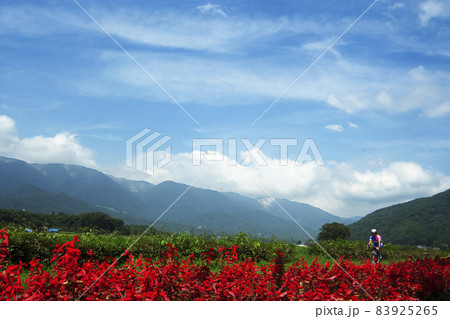 サイクリストとサルビアと比良山系の秋風景 83925265