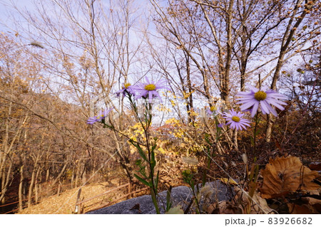 木 観光 旅行 83926682