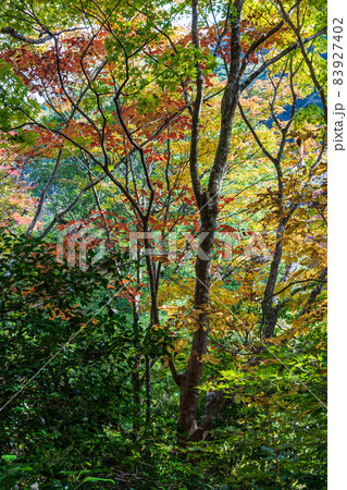 真っ赤に色付いた赤モミジと青モミジの紅葉が美しい菊池神社の秋模様 真っ赤に色付いた赤モミジと青モミジの紅葉が美しい菊池神社の秋模様 83927402