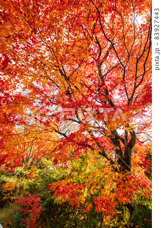 真っ赤に色付いた赤モミジと青モミジの紅葉が美しい菊池神社の秋模様 真っ赤に色付いた赤モミジと青モミジの紅葉が美しい菊池神社の秋模様 83927443
