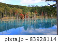 青い池で散歩する 83928114