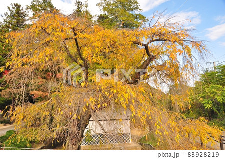 枝垂桜の黄葉 枝垂桜の黄葉 83928219