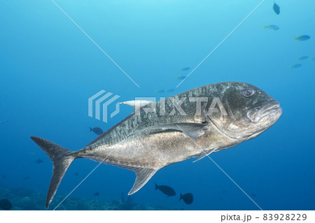 ロウニンアジ ロウニンアジ 83928229