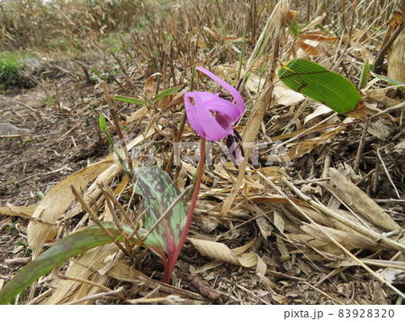 カタクリ 83928320