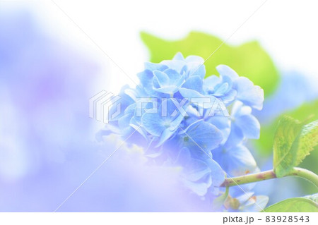 梅雨の花、紫陽花 梅雨の花、紫陽花 83928543