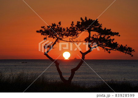 機張郡 松 日の出 83928599