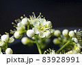 White flowers of mountain ash macro on black background. 83928991