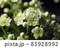 White flowers of mountain ash macro on black background. 83928992