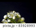 White flowers of mountain ash macro on black background. 83928993