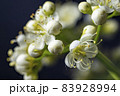 White flowers of mountain ash macro on black background. 83928994