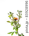 Crimean rose branch. Isolate on white background. 83928996