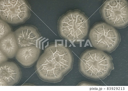 枯草菌(納豆菌) 枯草菌(納豆菌) 83929213