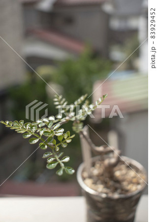 家で楽しむ大人の趣味塊根植物 83929452