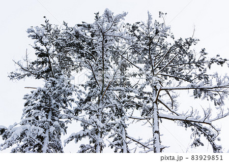 雪の積もった冬の樹木の写真素材
