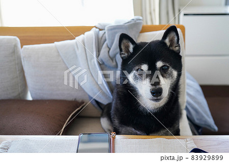 リビングのソファでおすわりをする老犬の柴犬 黒柴 リビングのソファでおすわりをする老犬の柴犬 黒柴 83929899