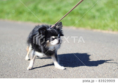 散歩を嫌がる犬 チワワ 散歩を嫌がる犬 チワワ 83929909