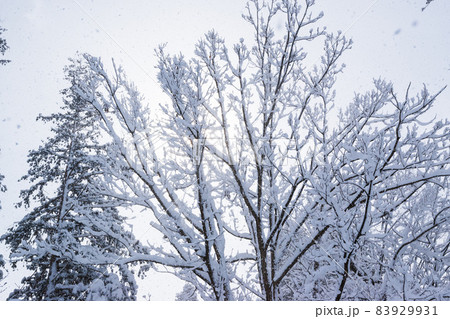 雪の降る冬の樹木 83929931