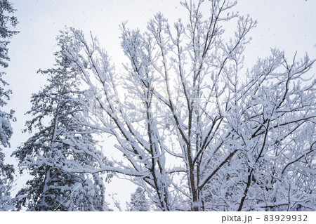 雪の降る冬の樹木 83929932