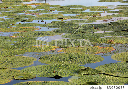 オニバス 83930033