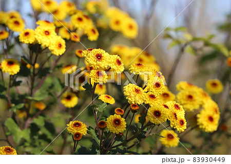 秋の野原に咲く黄色い小菊の花 秋の野原に咲く黄色い小菊の花 83930449