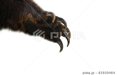 brown bear paw isolated on white background brown bear paw isolated on white background 83930464