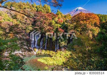 （静岡県）白糸の滝　紅葉　富士山 83930514