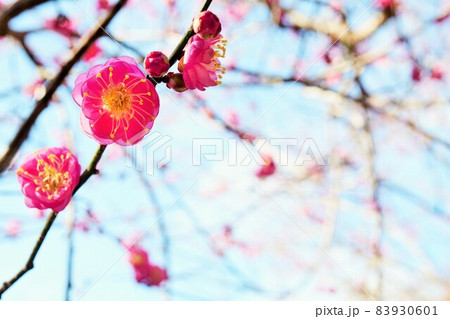 青空と藤牡丹という名前の赤い梅の花 青空と藤牡丹という名前の赤い梅の花 83930601