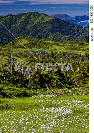 ワタスゲ咲く夏の苗場山山上湿原と佐武流山・浅間山の眺め ワタスゲ咲く夏の苗場山山上湿原と佐武流山・浅間山の眺め 83930606